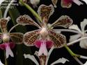 Vanda tricolor x brunnea
